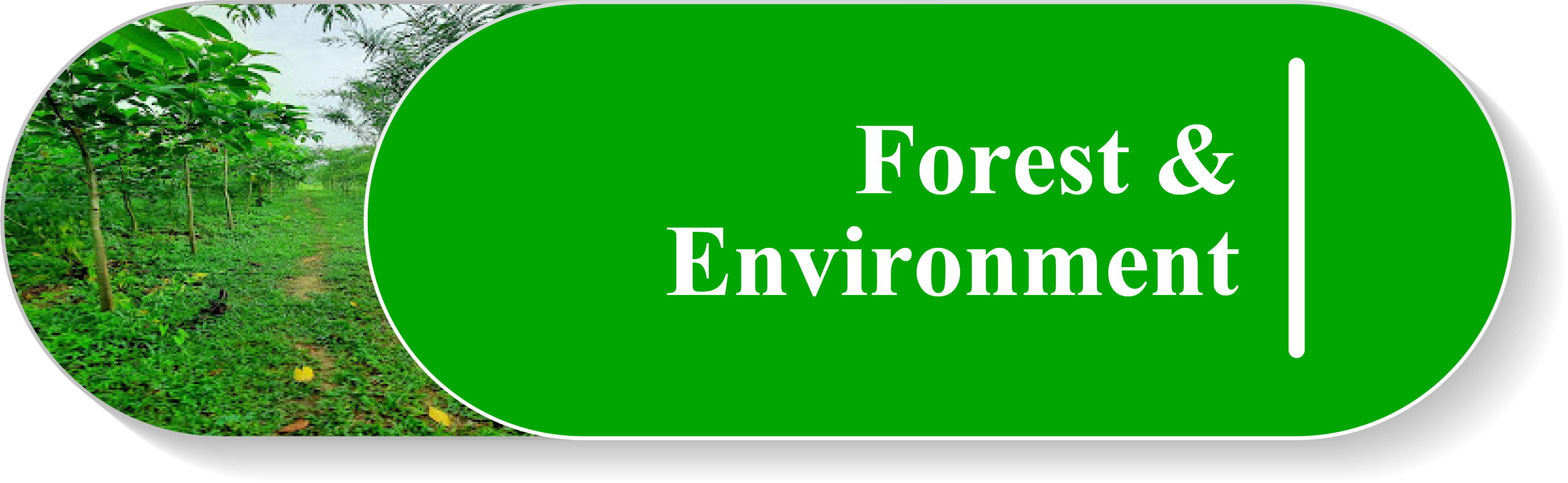 Forest & Environment